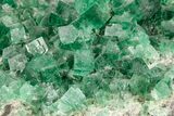 Fluorescent Green Fluorite Cluster - Diana Maria Mine, England #208844-3